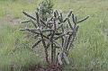 Cholla Cactus